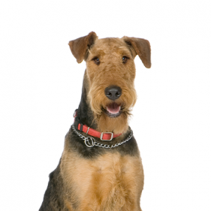 Airedale Terrier