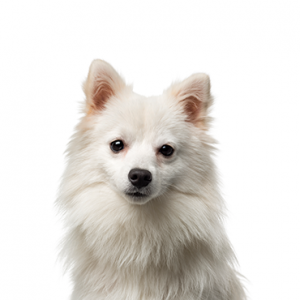 American Eskimo