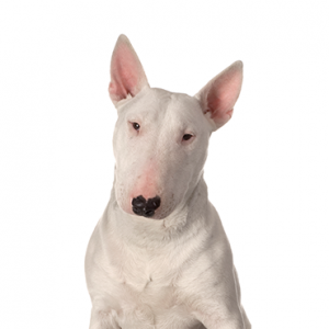 Bull Terrier