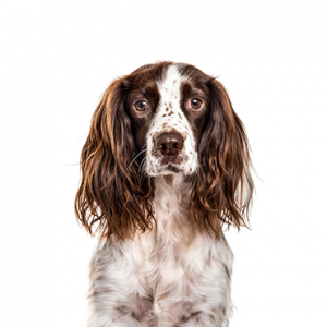 English Springer Spaniel