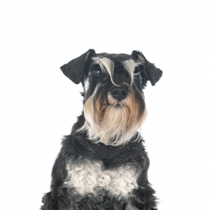 Miniature Schnauzer