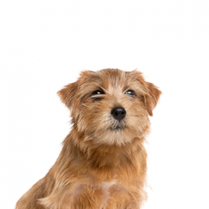 Norfolk Terrier