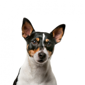 Rat Terrier