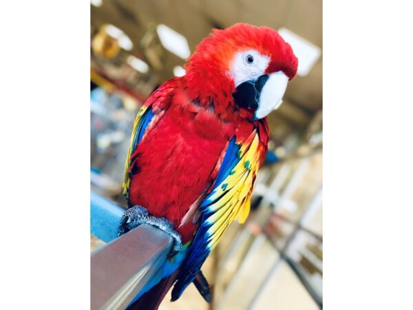 Scarlet Macaw-BIRD-Male--6-Petland Henderson, Nevada