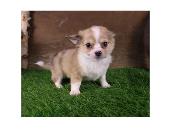 Chihuahua DOG Male Cream / White 10331 Petland Henderson, Nevada