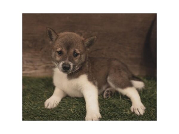 Shiba Inu DOG Male Red Sesame 10406 Petland Henderson, Nevada