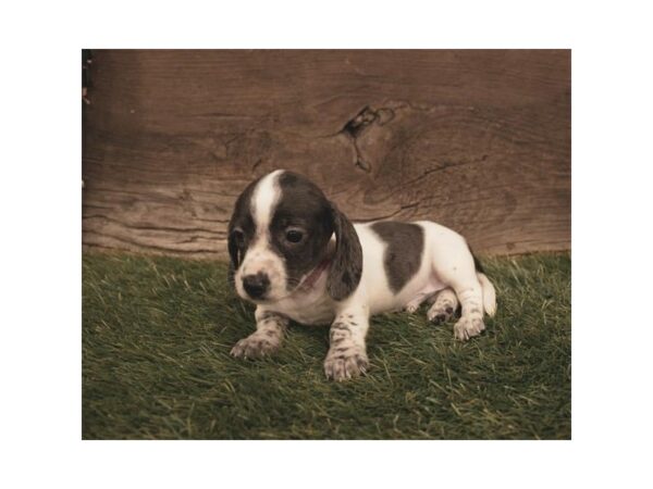 Dachshund-DOG-Male-Black / Tan-10423-Petland Henderson, Nevada