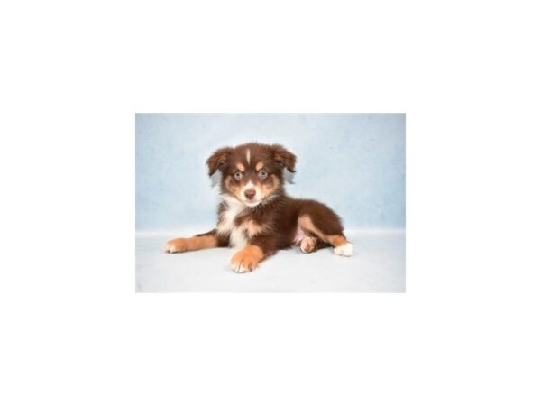 Miniature Australian Shepherd DOG Male Red 10440 Petland Henderson, Nevada