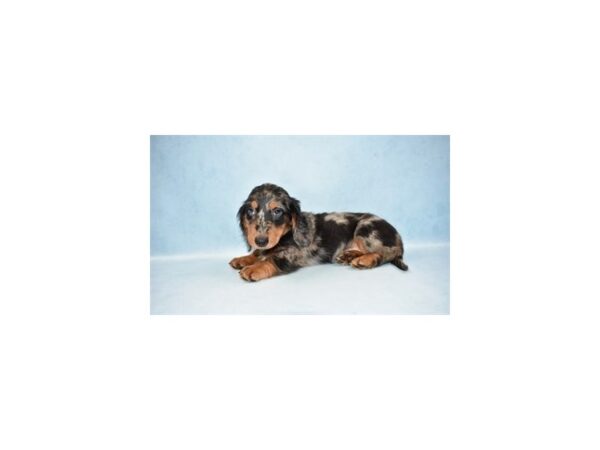 Dachshund DOG Male Black and Silver Dapple 10435 Petland Henderson, Nevada