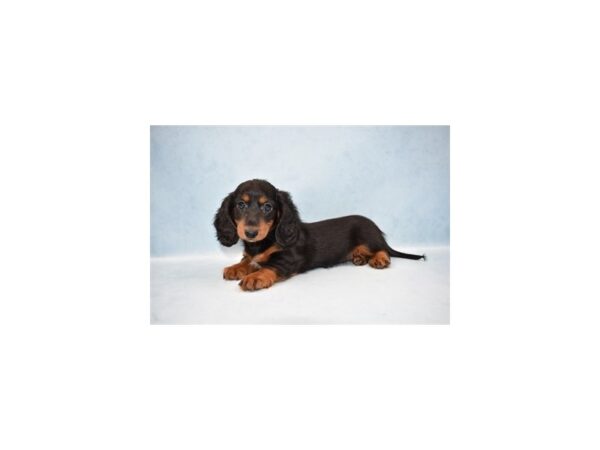 Dachshund DOG Female Black and Tan 10436 Petland Henderson, Nevada