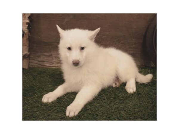 Pomsky DOG Male Cream 10442 Petland Henderson, Nevada