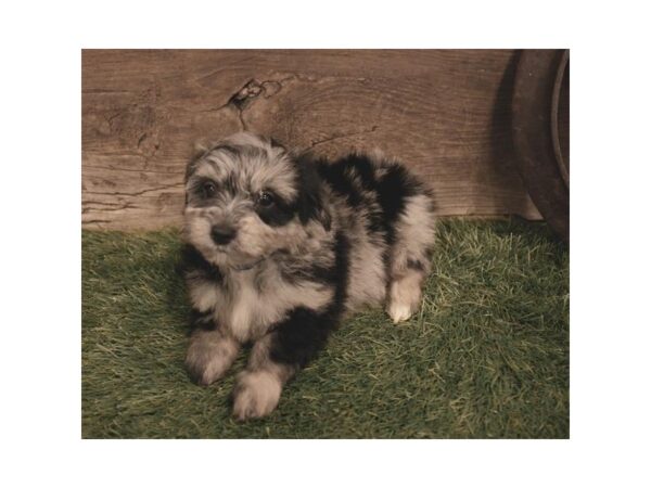 Aussiedoodle Mini-DOG-Female-Blue Merle-10441-Petland Henderson, Nevada