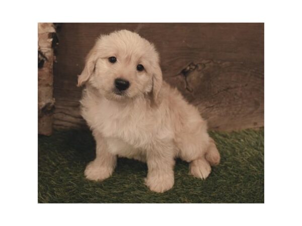 Labradoodle Mini 2nd Generation DOG Male Yellow 10443 Petland Henderson, Nevada