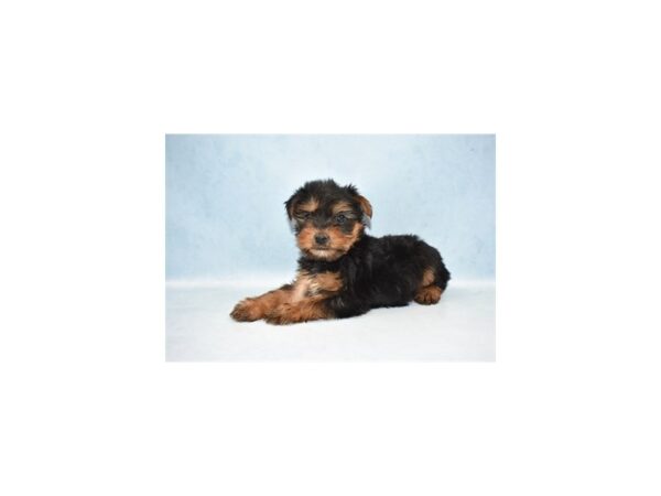 Yorkshire Terrier DOG Male Black and Tan 10449 Petland Henderson, Nevada