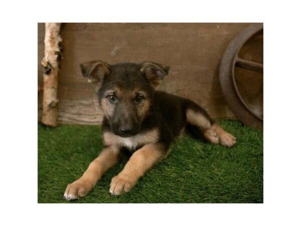 German Shepherd Dog DOG Male Black / Tan 10455 Petland Henderson, Nevada