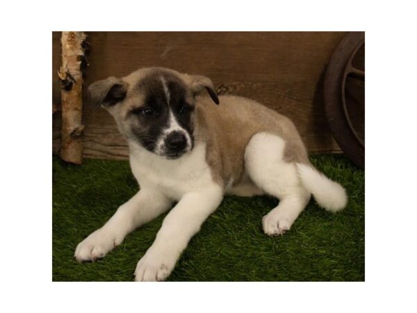 Akita-DOG-Female-Fawn-10453-Petland Henderson, Nevada