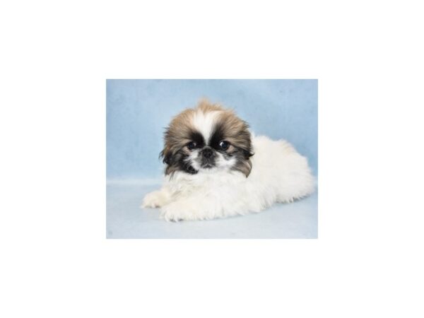 Pekingese DOG Female Gold 10462 Petland Henderson, Nevada