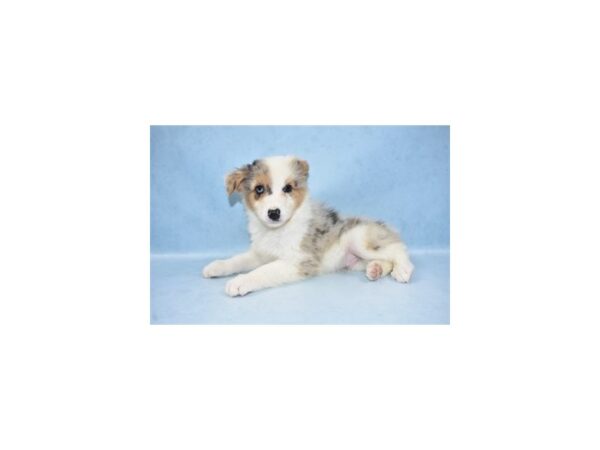 Australian Shepherd DOG Male Blue Merle 10459 Petland Henderson, Nevada