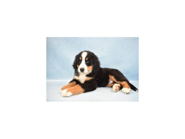 Bernese Mountain Dog DOG Female Black Rust and White 10460 Petland Henderson, Nevada