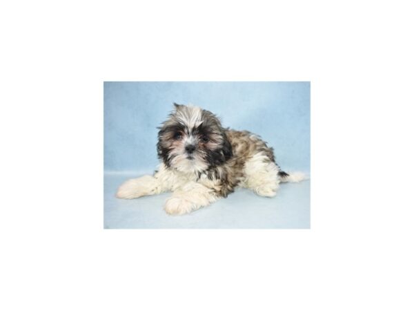 Shih Tzu DOG Male Gold and White 10463 Petland Henderson, Nevada