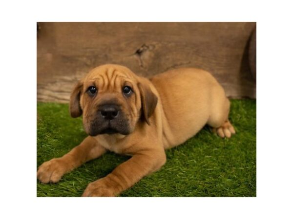 Shar Pei/Basset Hound DOG Male Red 10466 Petland Henderson, Nevada