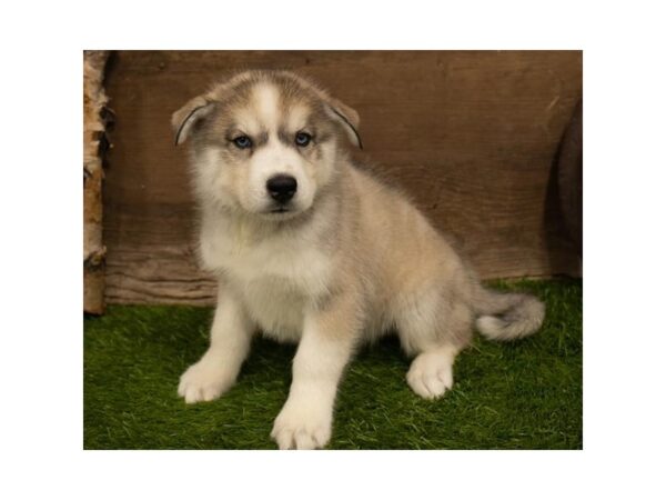 Siberian Husky DOG Male Agouti / White 10467 Petland Henderson, Nevada