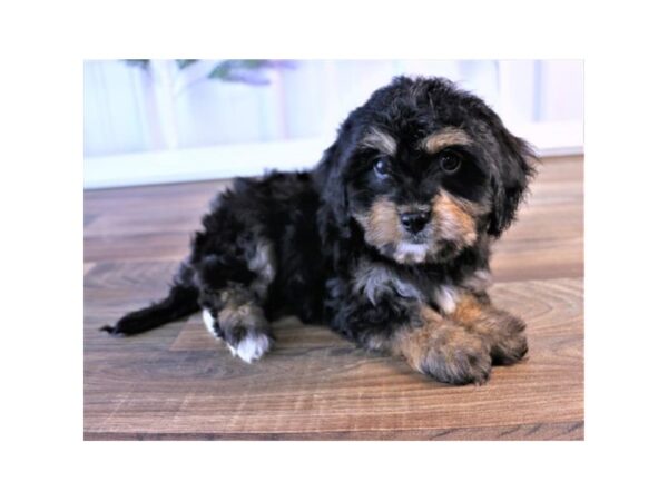 Cavachon DOG Male Black / Tan 10468 Petland Henderson, Nevada