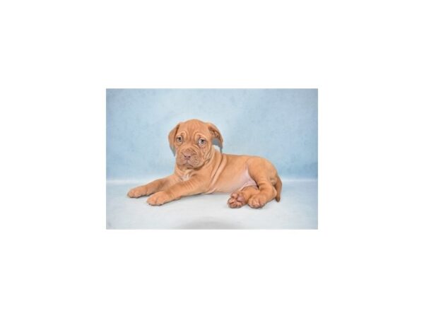 Dogue de Bordeaux DOG Female Red 10471 Petland Henderson, Nevada