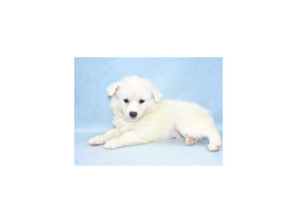 American Eskimo DOG Male White 10473 Petland Henderson, Nevada