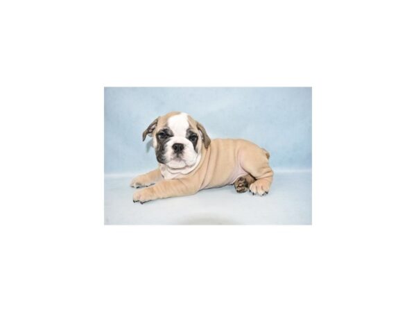 English Bulldog DOG Male Fawn and White 10474 Petland Henderson, Nevada