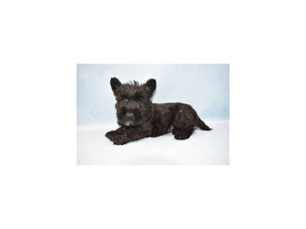 Scottish Terrier-DOG-Male-Black Brindle-10470-Petland Henderson, Nevada