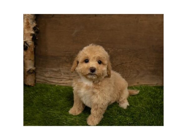 Maltipoo DOG Female Apricot 10476 Petland Henderson, Nevada