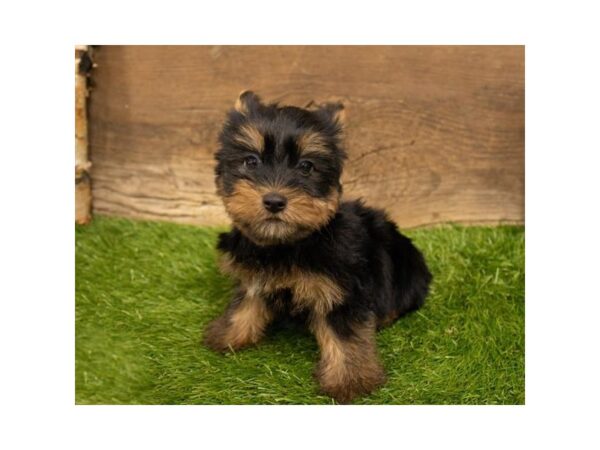 Silky Terrier DOG Male Black / Tan 10477 Petland Henderson, Nevada