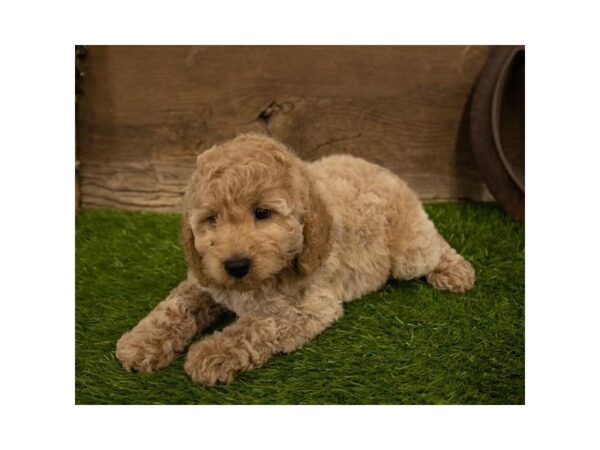 Cock A Poo-DOG-Female-Apricot-10478-Petland Henderson, Nevada