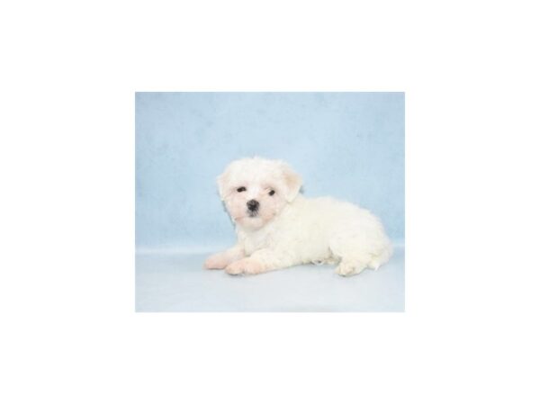 Maltese DOG Male White 10487 Petland Henderson, Nevada