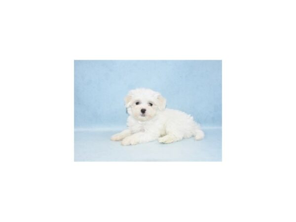 Maltese DOG Female White 10488 Petland Henderson, Nevada