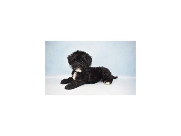 Lhasa Poo DOG Male Black 10486 Petland Henderson, Nevada