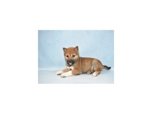 Shiba Inu DOG Female Red Sesame 10484 Petland Henderson, Nevada