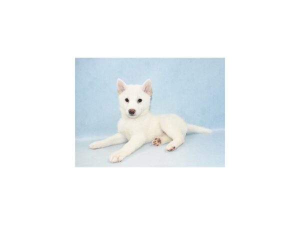 Shiba Inu-DOG-Female-Cream-10485-Petland Henderson, Nevada