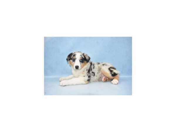 Australian Shepherd DOG Female Blue Merle 10479 Petland Henderson, Nevada