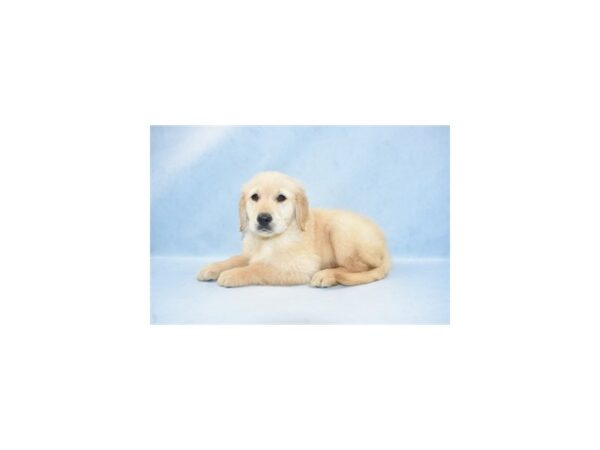 Golden Retriever DOG Male Golden 10482 Petland Henderson, Nevada