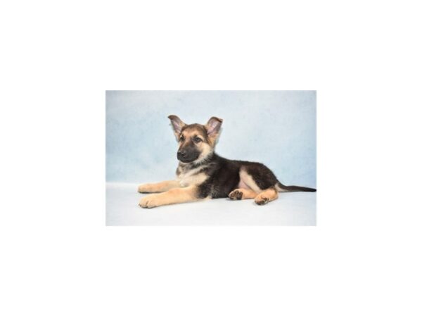 German Shepherd-DOG-Female-Black and Tan-10481-Petland Henderson, Nevada