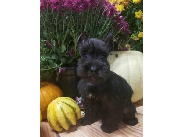 Miniature Schnauzer DOG Female Black 10493 Petland Henderson, Nevada