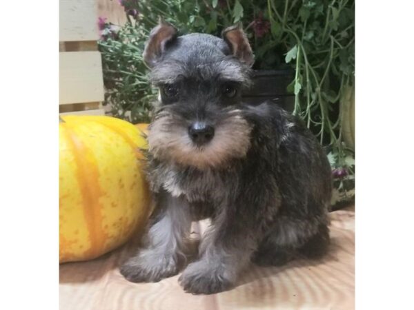 Miniature Schnauzer DOG Male Black / Silver 10494 Petland Henderson, Nevada