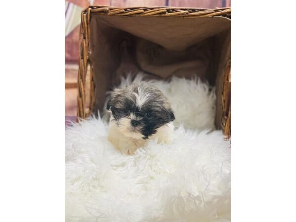 Lhasa Apso DOG Female Grizzle 10492 Petland Henderson, Nevada