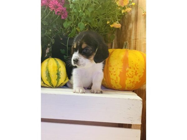 Beagle-DOG-Male-Black Tan / White-10489-Petland Henderson, Nevada