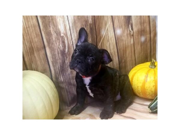 French Bulldog DOG Male Brindle 10491 Petland Henderson, Nevada