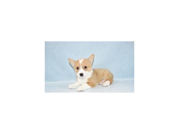 Pembroke Welsh Corgi DOG Female Red 10495 Petland Henderson, Nevada