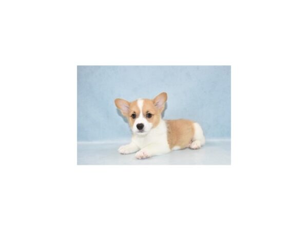 Pembroke Welsh Corgi DOG Male Red 10496 Petland Henderson, Nevada