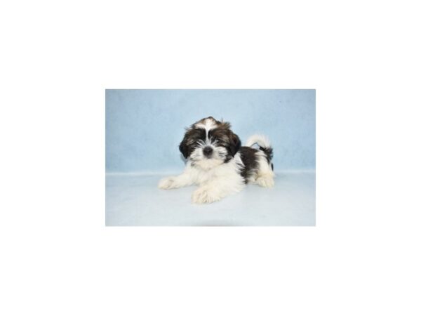 Shih Tzu DOG Male Brindle and White 10498 Petland Henderson, Nevada